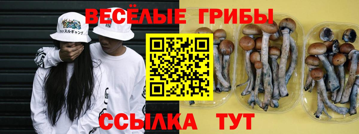 Псилоцибиновые грибы Psilocybine cubensis Мурманск